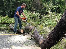 Best Tree Cabling and Bracing  in Viera West, FL