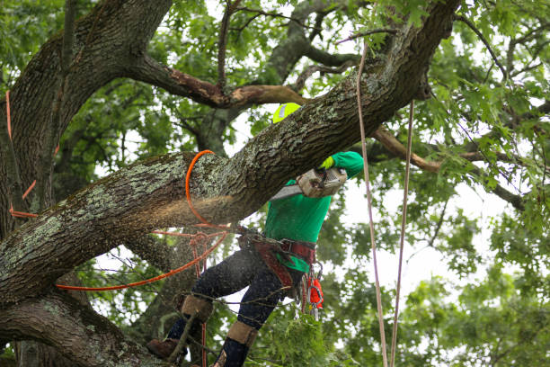 Best Storm Damage Tree Cleanup  in Viera West, FL