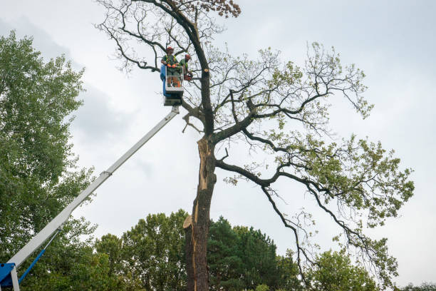 Professional Tree Services in Viera West, FL