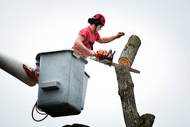 Best Tree Trimming and Pruning  in Viera West, FL